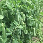 Sugar Snap peas